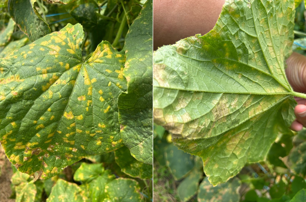 Yellow lesions on a cucumber leaf.